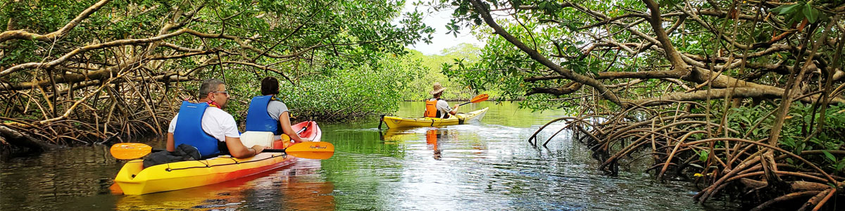 Visite mangrove nature kayak Ti-Evasion Guadeloupe
